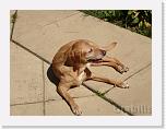 DSC03229 * Ginny * 2592 x 1944 * (2.4MB)