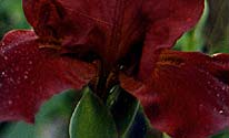 Iris Photographs