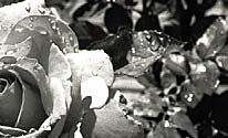 Rose Photograph